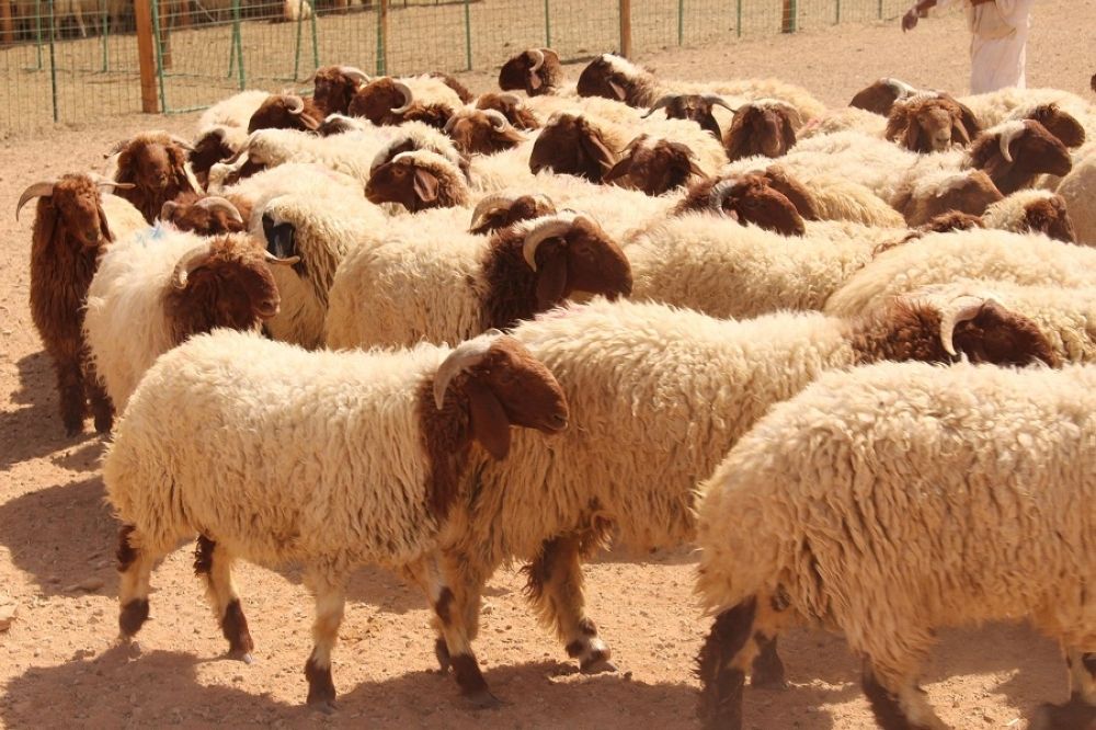 أضحيتك في العيد .. أحكام وآداب!🐑